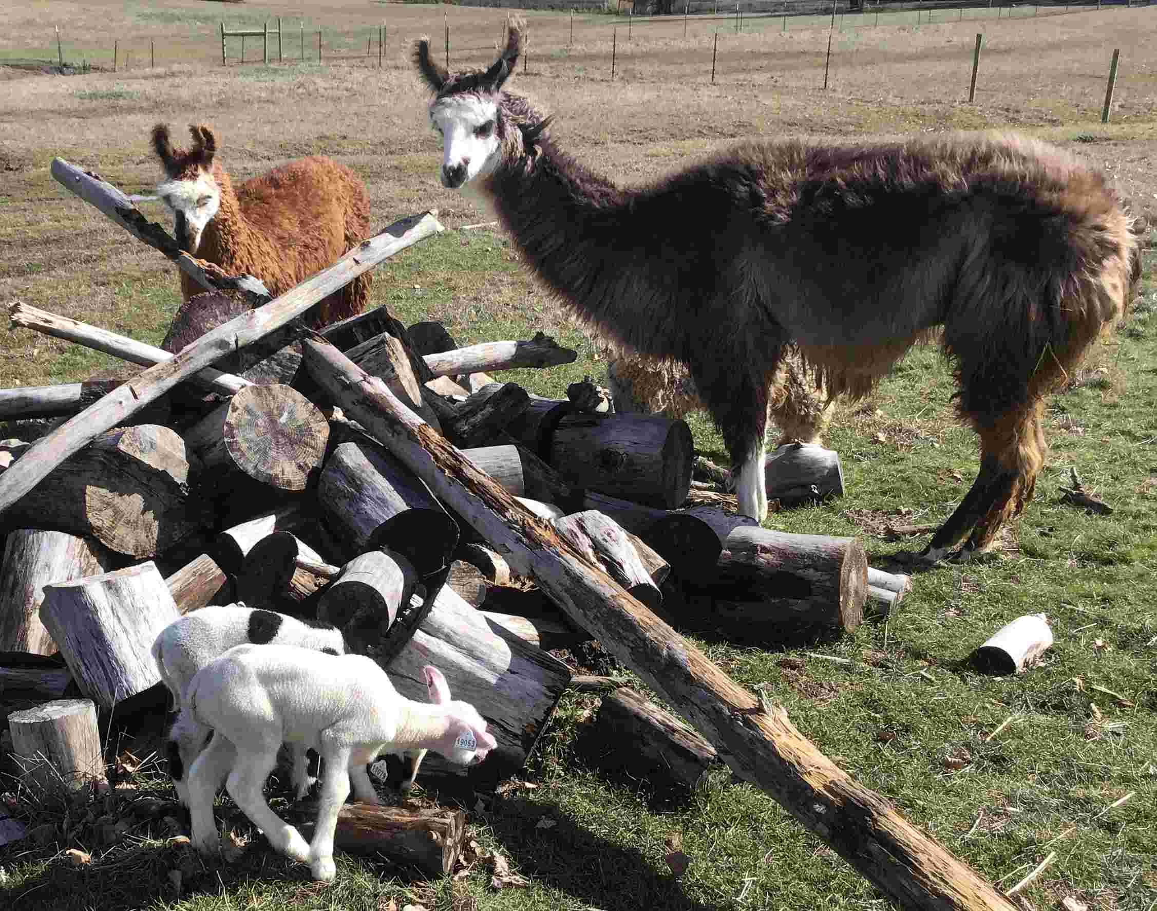 Llamas looking at lambs.