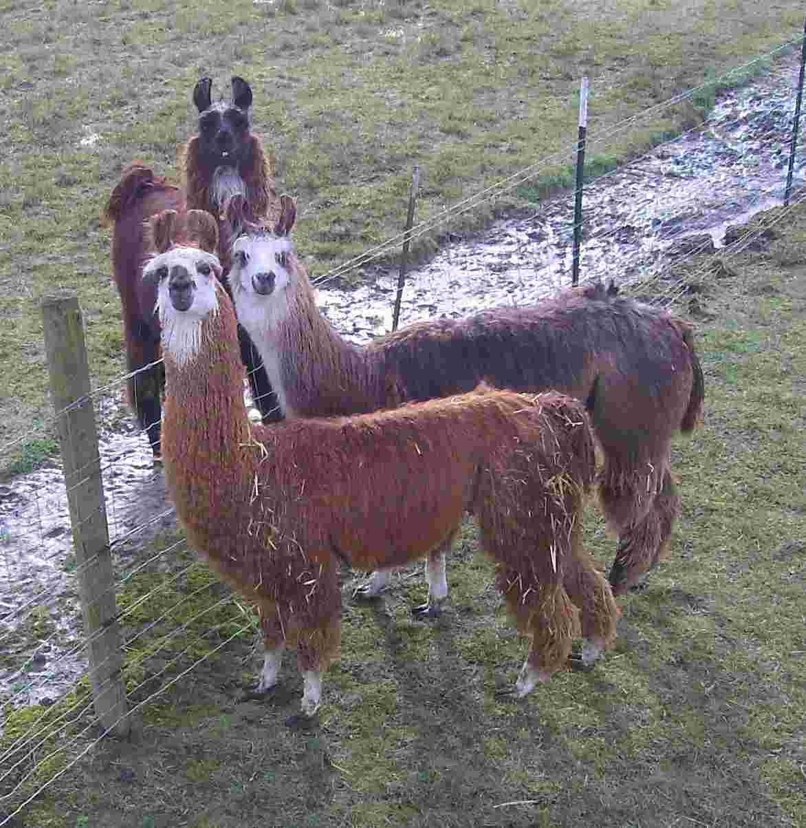 Llamas looking up for drone shot.